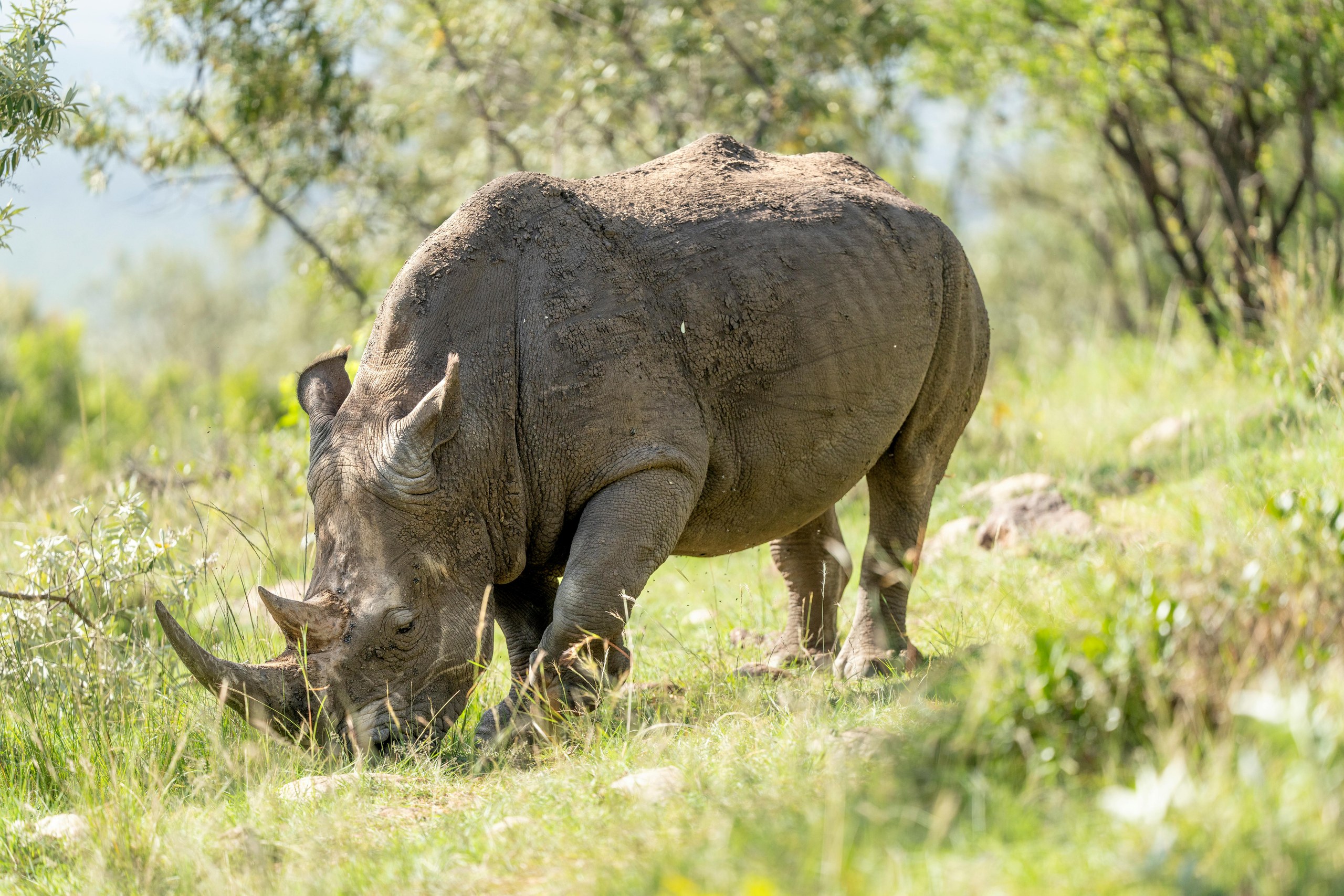 Nashorn im Nairobi National Park